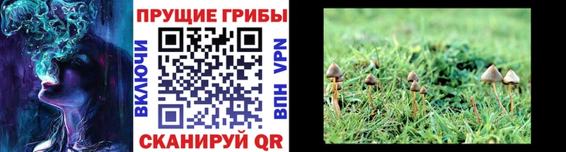 Псилоцибиновые грибы мицелий  наркотики  Астрахань 